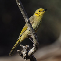 Yellow-tinted Honeyeater